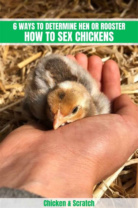 can you fuck a chicken|Instructions on how to fuck a chicken, optional part for  .